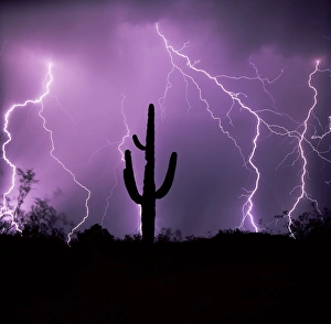 Cactus silhouetted against lightning