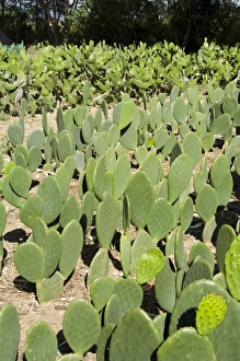 Cactus used to raise the Cochineal beetle for making red dye