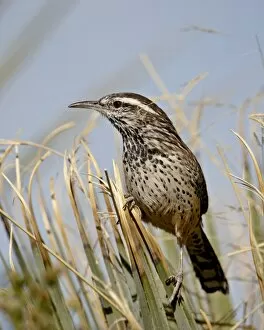 Images Dated 9th November 2008: Cactus wren (Campylorhynchus brunneicapillus), Rockhound State Park, New Mexico