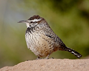 Images Dated 25th November 2009: Cactus wren (Campylorhynchus brunneicapillus), Arizona Sonora Desert Museum