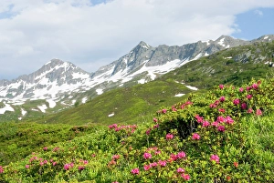 Piora Prints: Around Cadagno lake, Val Piora, Canton Ticino, Switzerland