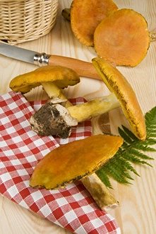 Mushrooms Prints: Caesars mushrooms (Amanita caesarea), Italy, Europe