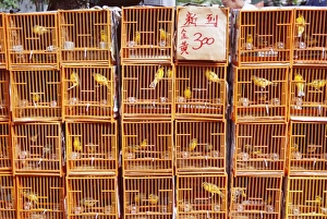 Caged birds for sale, Yuen Po Street, Bird Garden, Mong Kok, Kowloon, Hong Kong