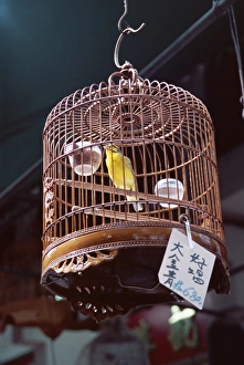 Hobby Prints: Caged birds for sale, Yuen Po Street Bird Garden, Mong Kok, Kowloon, Hong Kong
