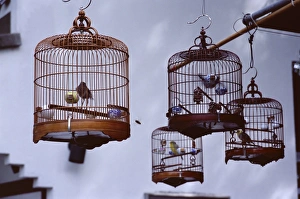 Caged birds for sale, Yuen Po Street Bird Garden, Mong Kok, Kowloon, Hong Kong