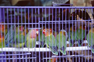 Caged birds, Yuen Po Street Bird Garden, Mong Kok, Kowloon, Hong Kong, China, Asia