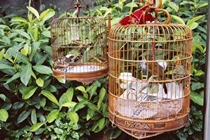 Hobby Prints: Caged birds, Yuen Po Street Bird Garden, Mong Kok, Kowloon, Hong Kong, China, Asia