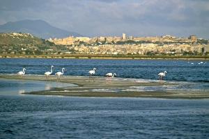 Flamingoes Prints: Cagliari, island of Sardinia