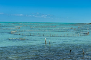 Caicos conch farm, Providenciales, Turks and Caicos, Caribbean, Central America