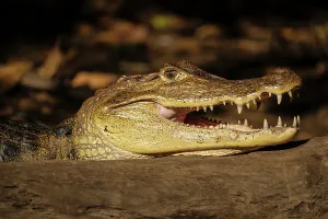 Alajuela Province Prints: Caiman, Cano Negro, Alajuela Province, Costa Rica, Central America