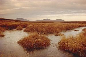 Swamp Prints: Caithness, Highlands Region