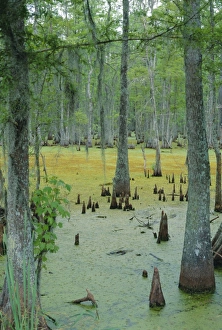 Louisiana Prints: Cajun country