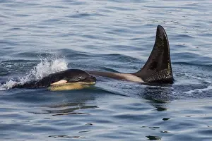 Dorsal Fin Prints: A calf and adult killer whale (Orcinus orca) surfacing in Glacier Bay National Park