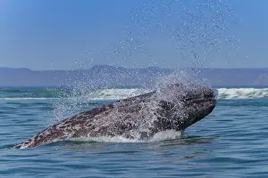 Whale Prints: California gray whale calf breaches in San Ignacio Lagoon during migration season in Baja California Sur