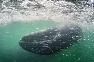 California gray whale calf (Eschrichtius robustus) underwater in San Ignacio Lagoon