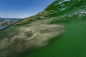 Juvenile Prints: California gray whale calf swims in clear waters of San Ignacio Lagoon