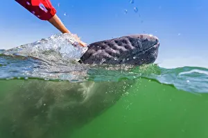 Whale Prints: California gray whale calf swims near the water surface in San Ignacio Lagoon during a sunny day