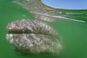 Juvenile Prints: California gray whale calf swims underwater in a lagoon in Baja California Sur
