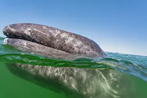 Juvenile Prints: California gray whale calf swims in the water at San Ignacio Lagoon in Mexico capturing the moment of nature's