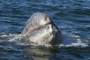 California gray whale (Eschrichtius robustus) calf, San Ignacio Lagoon, Baja California Sur, Mexico, North America