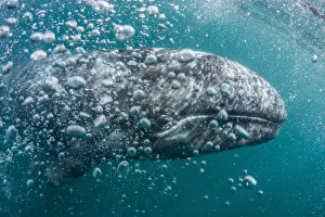 Juvenile Prints: California gray whale (Eschrichtius robustus) calf underwater in San Ignacio Lagoon