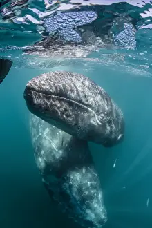 California gray whale (Eschrichtius robustus) mother and calf underwater in San Ignacio Lagoon