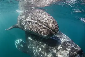 California gray whale (Eschrichtius robustus) mother and calf underwater in San Ignacio Lagoon