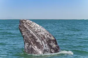 Whale Prints: California gray whale spy-hopping in San Ignacio Lagoon during migration season in Baja California Sur
