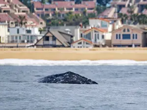 Whale Prints: California gray whale surfaces near residential area in Newport Beach, California, USA