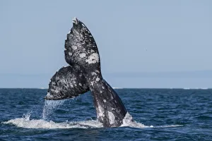 California gray whales (Eschrichtius robustus), courtship behavior, San Ignacio Lagoon