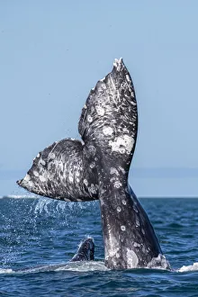 California gray whales (Eschrichtius robustus), courtship behaviour, San Ignacio Lagoon