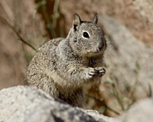 California ground squirrel (Citellus beecheyi), Joshua Tree National Park