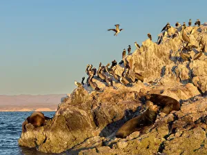 Sea Lion Prints: California sea lion bulls (Zalophus californianus)