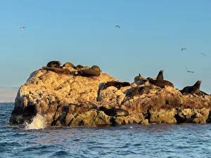 Rest Prints: California sea lion bulls (Zalophus californianus)