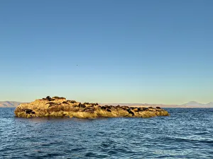 Dream Prints: California sea lion bulls (Zalophus californianus)