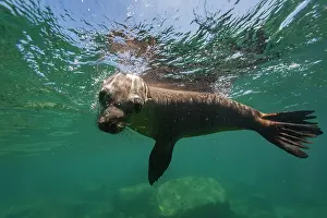 Playful Prints: California sea lion plays underwater in clear water at Los Islotes in Baja California Sur