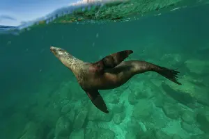 Playful Prints: California sea lion plays underwater in clear waters of Baja California Sur during a sunny day