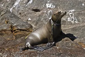 Sadness Prints: California sea lion pup (Zalophus californianus) entangled in net
