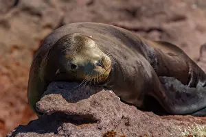 Zalophus Prints: California sea lion rests on a rock during mating season at Los Islotes in Baja California Sur