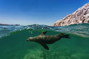 Biology Prints: California sea lion swimming at Los Islotes in Baja California Sur Mexico while partially submerged in water