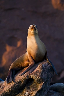 Pride Prints: California sea lion (Zalophus californianus)