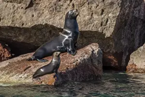California sea lion (Zalophus californianus) bull and pup hauled out on Los Islotes