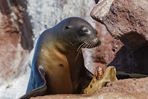 Saltwater Prints: California sea lions display mating behaviors at rookery in Baja California Sur during their breeding season