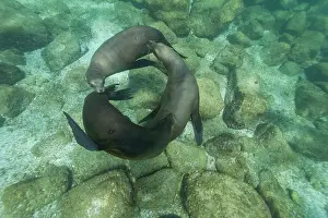 Circles Prints: California sea lions play underwater in Baja California Sur