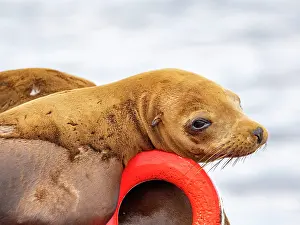 Sealife Prints: California sea lions rest on buoy in Newport Beach channel during sunny day in summer