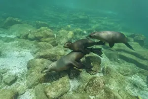 Juvenile Prints: California sea lions swim and play underwater at Los Islotes Baja California Sur Mexico