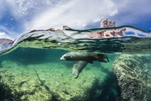 California sea lions (Zalophus californianus), half above and half below at Los Islotes