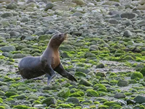 Coastal Ecology Prints: California sea lions (Zalophus californianus)