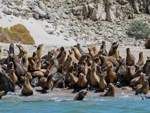 Seashore Prints: California sea lions (Zalophus californianus)