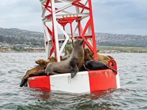 Cloudy Day Prints: California sea lions (Zalophus californianus)